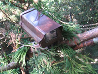 営巣木カメラ設置例